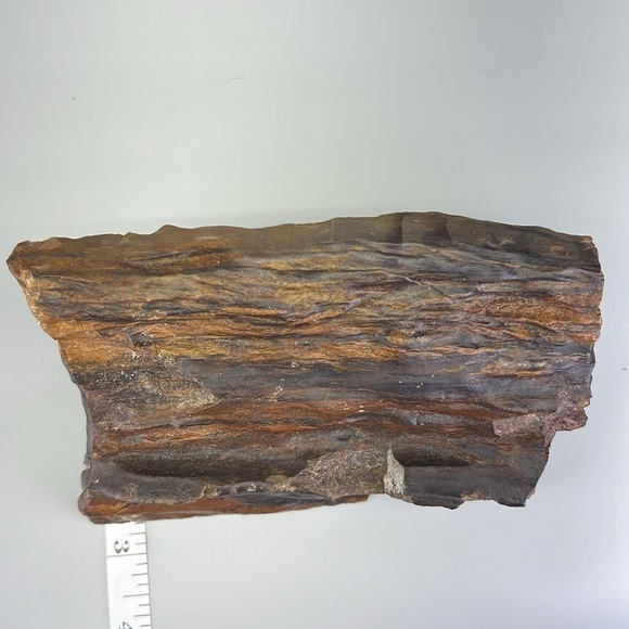 Petrified Wood - Picture 9 of 11